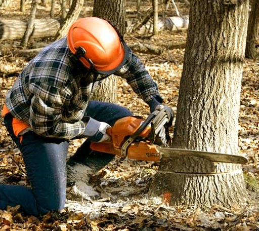 Arborist assessing tree health in Pennsylvania